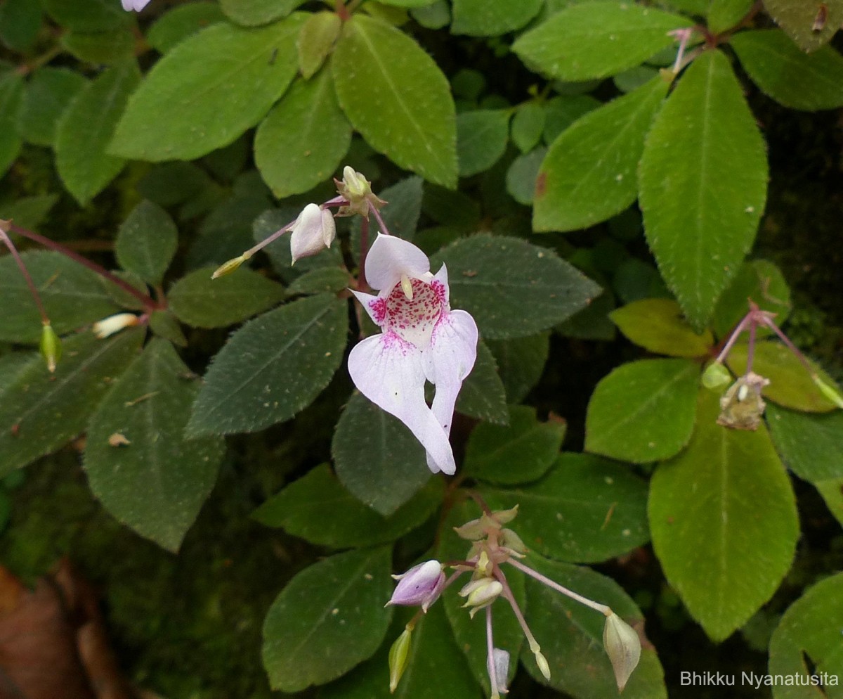 Impatiens thwaitesii Hook.f. ex Grey-Wilson